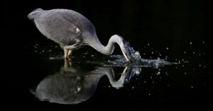 nature photography