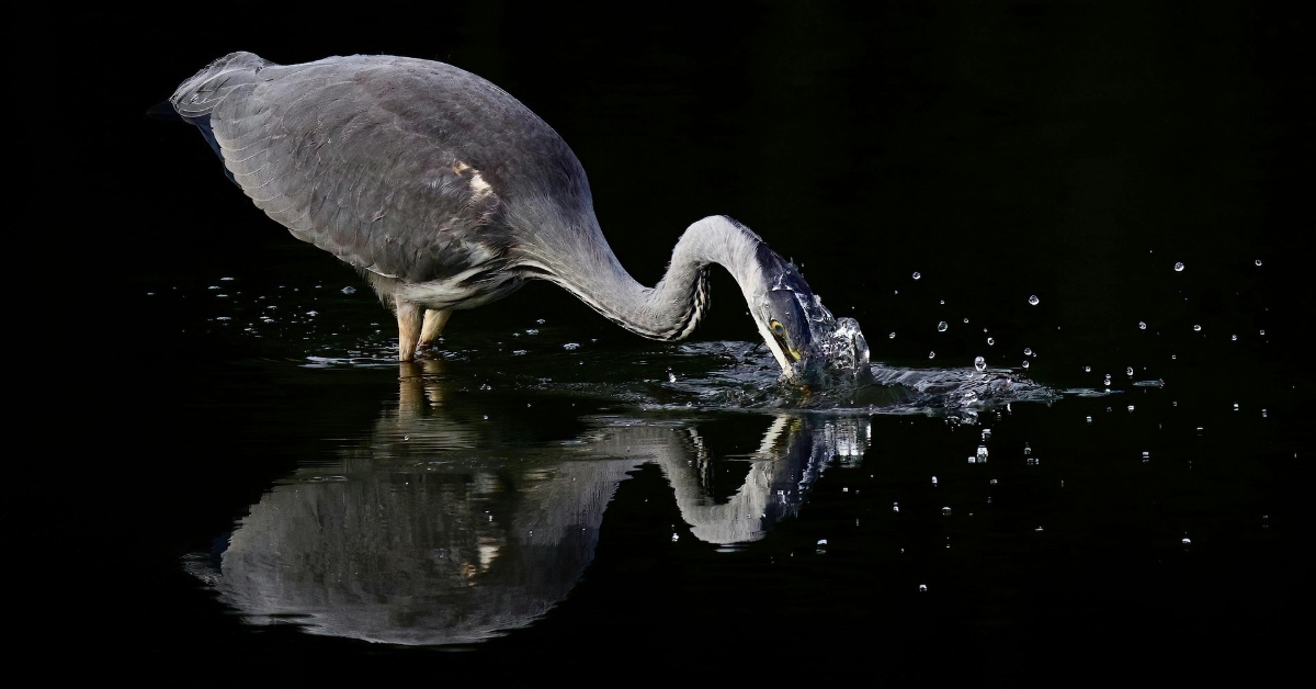 nature photography