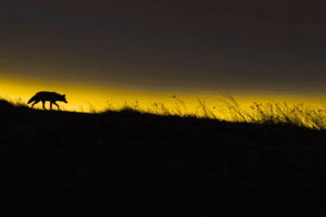 Young UK Photographer Wins Wildlife Photographer of the Year 2025