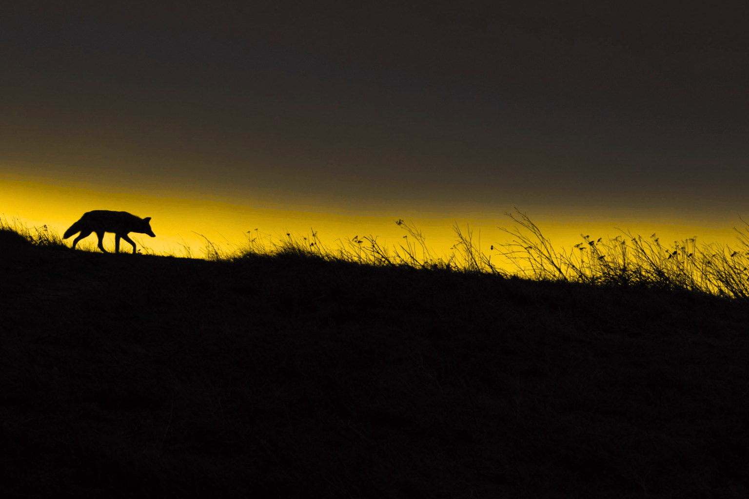 Young UK Photographer Wins Wildlife Photographer of the Year 2025